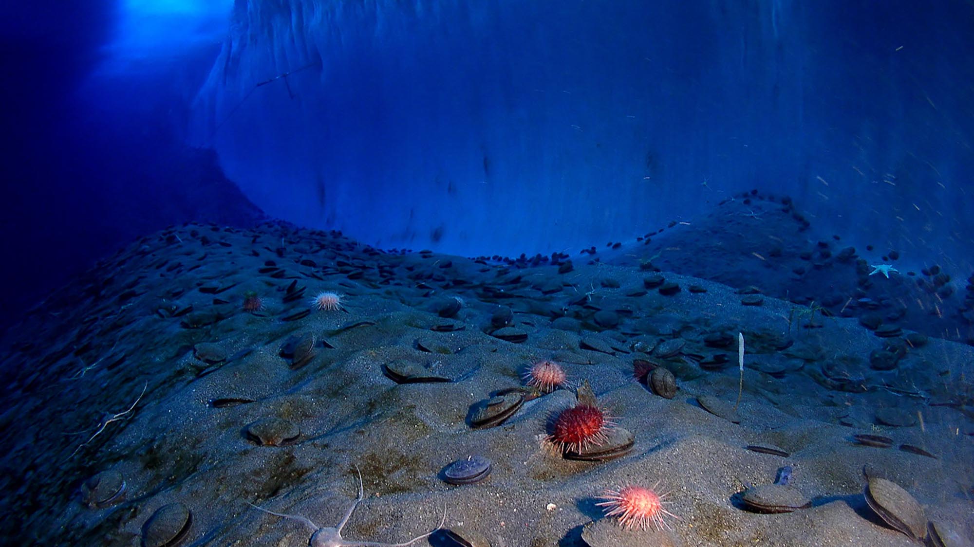 Paysage sous marin antarctique