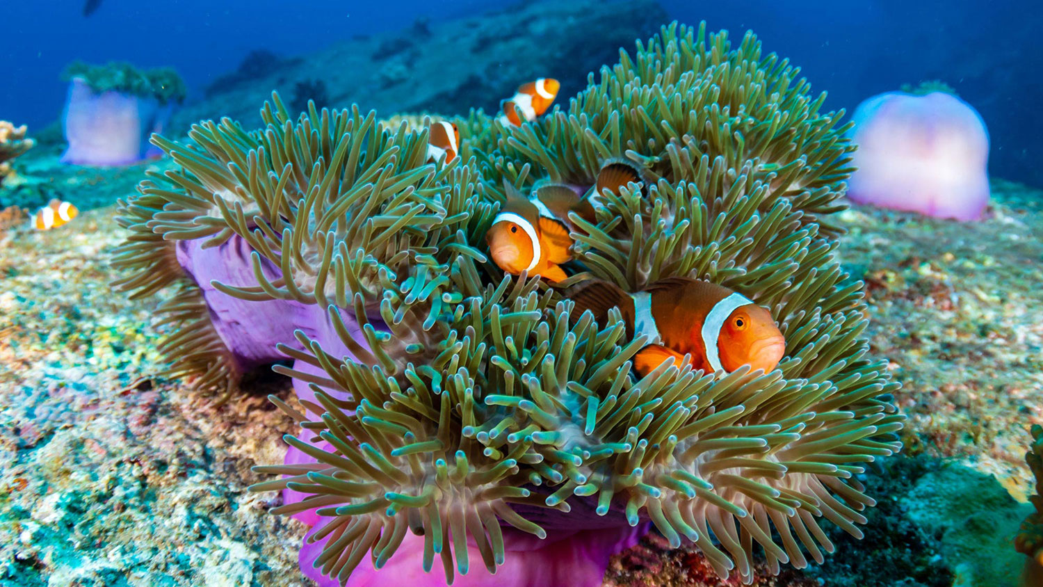 Family of cute Clownfish colorful anemone
