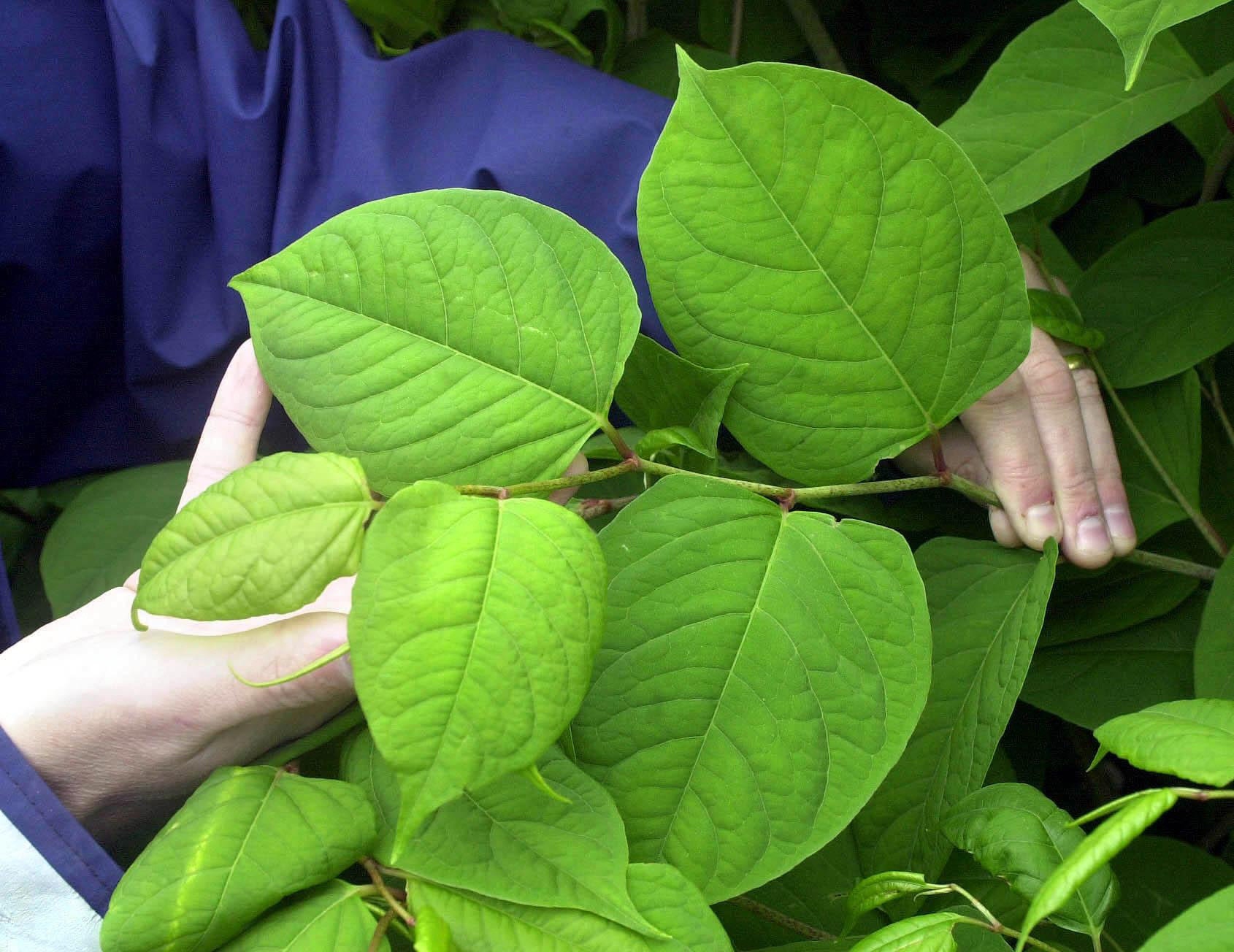 Is Japanese Knotweed Safe For Dogs